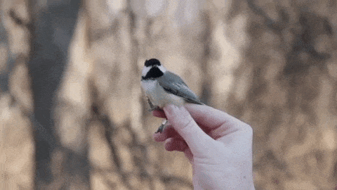 When That Chickadee Is No Longer “A Machine With Feathers”