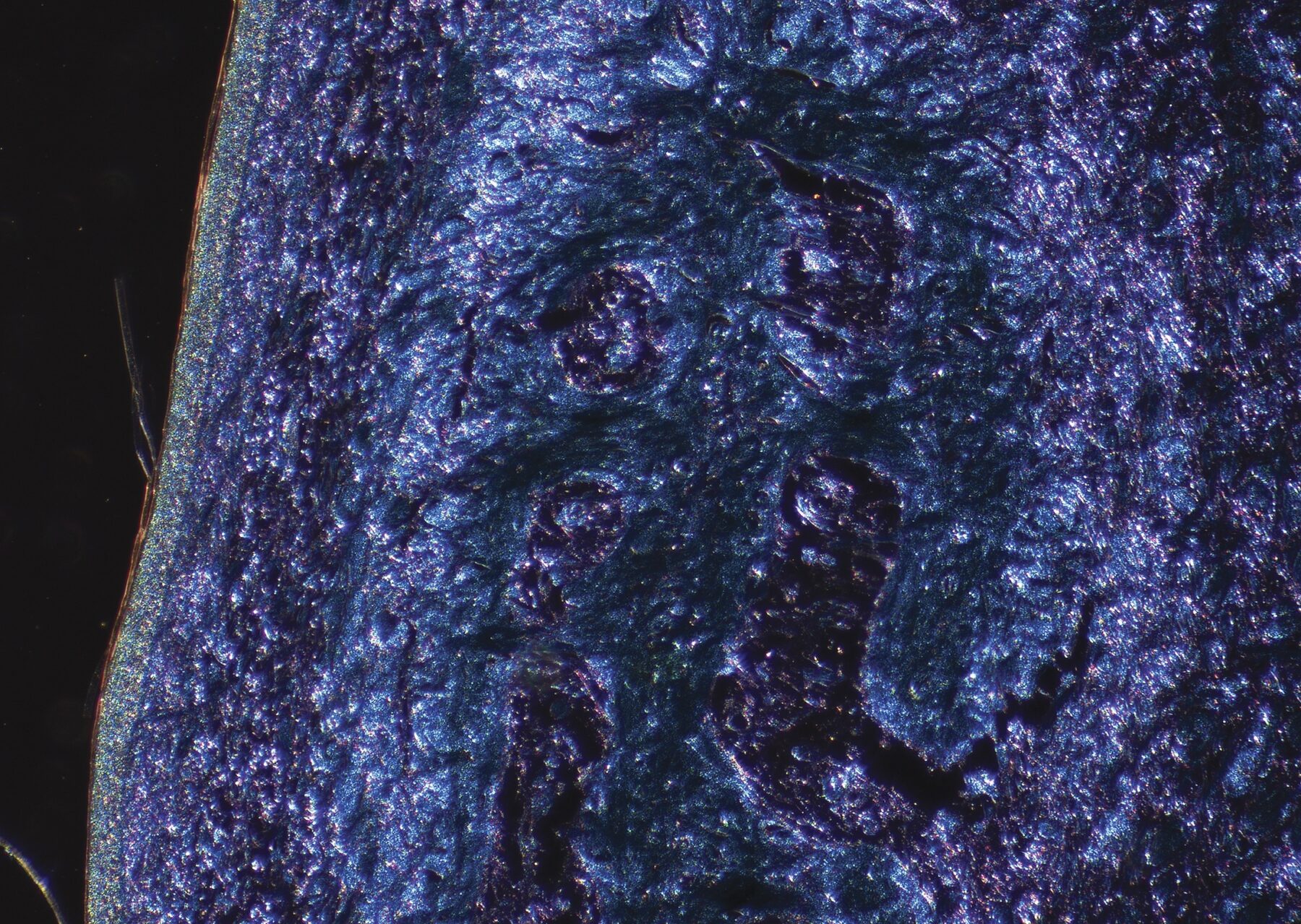 Benjamin Dubansky, Brooke Dubansky, Brandon Ballengée, and Christopher Just, in collaboration with Le Bleu Perdu Project, Fresh Sea, from the series Né dans le peche (Born in Sin), 2024. Digitized image from a histology slide of American alligator osteoderm, stained with a modified version of Ramón y Cajal’s picroindigo-carmine and Kernechtrot Nuclear Fast Red. Courtesy of the artists, Le Bleu Perdu Project, Atelier de la Nature.