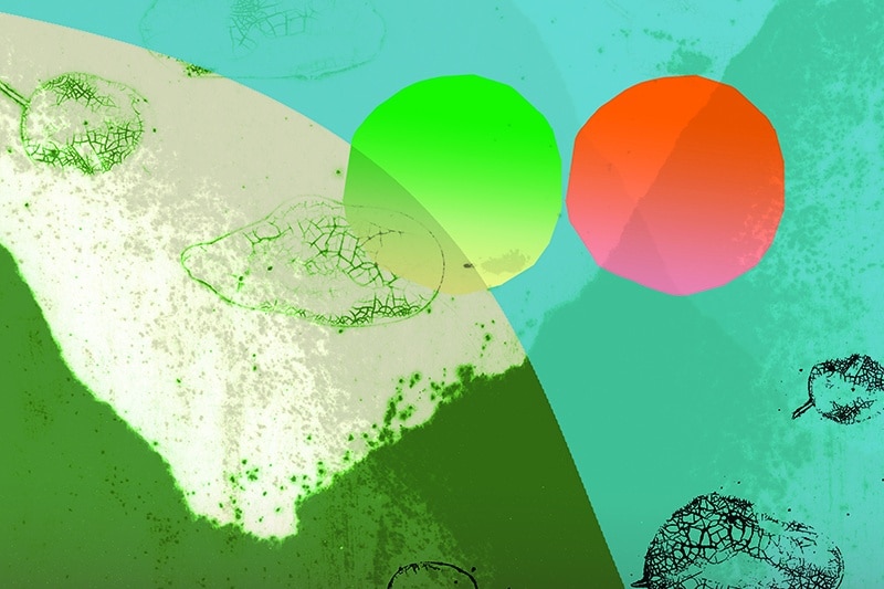 Shonagh Rae's illustration