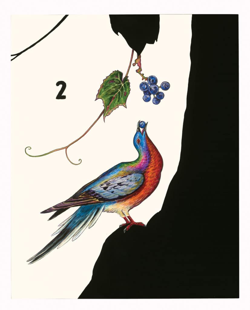 James Prosek, "Passenger Pigeon (with Wild Grapes)" (2015)