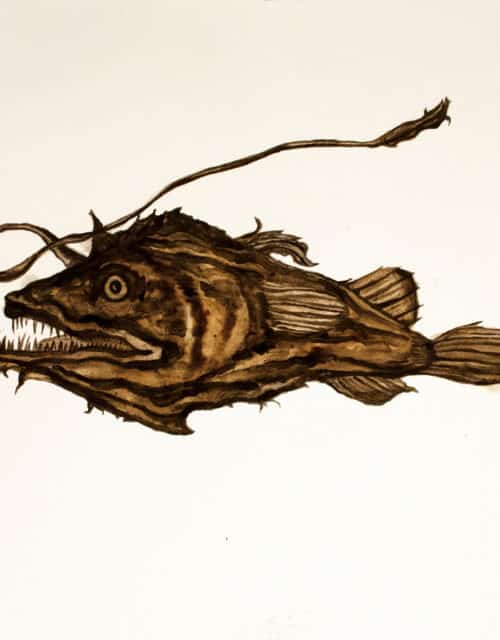 Brandon Ballengée, "MIA Deepwater Florida Dreamer Anglerfish" (2020–2021)