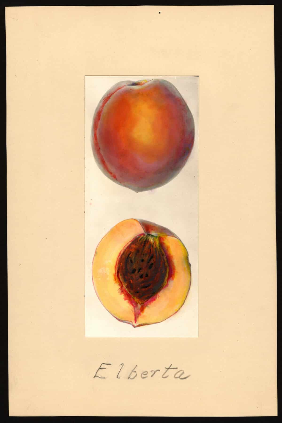 Mary Daisy Arnold, "Elberta" (1936)