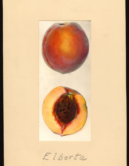 Mary Daisy Arnold, "Elberta" (1936)