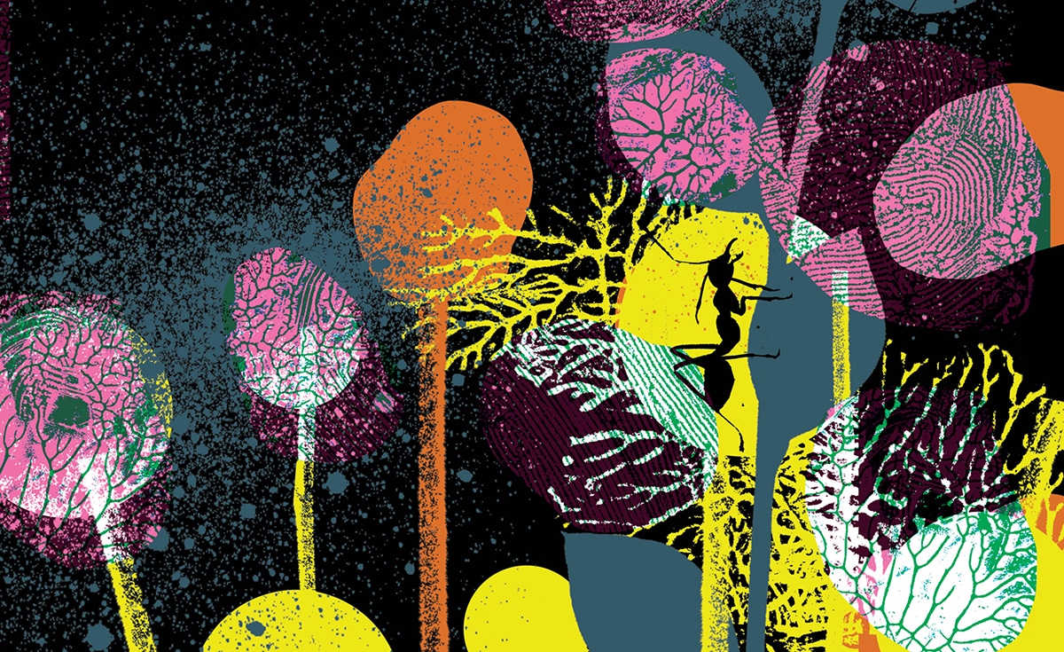 Shonagh Rae’s illustration for "The Ants"